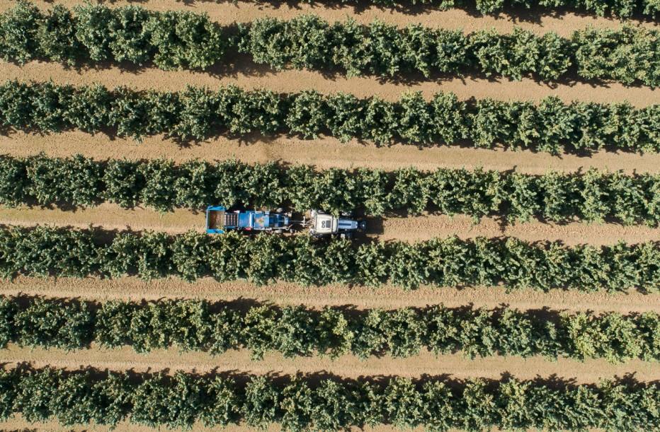 Earth Sky view of a crop in a field